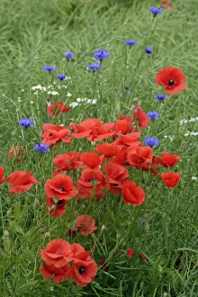 Common Poppy and Cornflower (Centaurea montana) - on arable land Common Poppy and Cornflower (Centaurea montana) - on arable land
