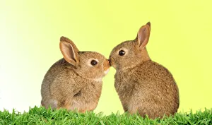 Common Rabbit - young - two kissing with yellow background Common Rabbit - young - two kissing with yellow background