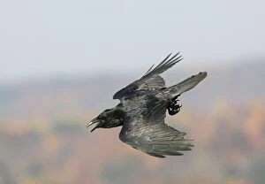 Images Dated 31st October 2004: Common Raven - Ravens are found mainly in mountainous areas but have been expanding their range in