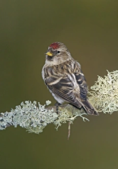Common Redpoll in winter Common Redpoll in winter