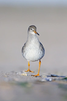 Common Redshank - Face on ground-level perspective of bird walking along sandy beach Common Redshank - Face on ground-level perspective of bird walking along sandy beach
