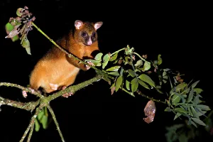 Common Ringtail Possum - adult climbing high in the tops of the rainforest foraging at Common Ringtail Possum - adult climbing high in the tops of the rainforest foraging at