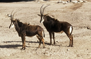 Common Sable Antelope - Male and female Common Sable Antelope - Male and female