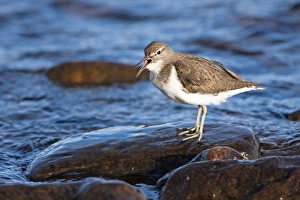 Common Sandpiper - adult calling by edge of lake Common Sandpiper - adult calling by edge of lake