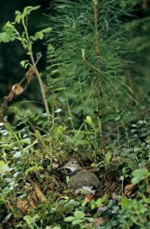 Images Dated 28th December 2005: Common Sandpiper - on the nest; common but difficult to find on taiga-forest floor near river