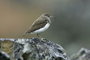 Common Sandpiper - sitting on stone wall Common Sandpiper - sitting on stone wall