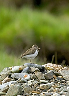 Common Sandpiper - Standing on rocks in river bed Common Sandpiper - Standing on rocks in river bed