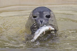 Wadden Sea Gallery: Common Seal, Harbor Seal - seal eating a fish - Germany Date: 16-Aug-19