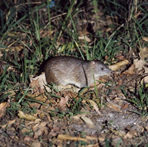 Common Short-nosed / Brown Bandicoot Common Short-nosed / Brown Bandicoot
