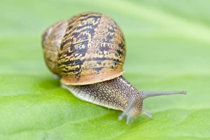 Common Snail - on Bergenia leaf Common Snail - on Bergenia leaf