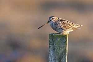 Common Snipe - adult perching on fence post Common Snipe - adult perching on fence post