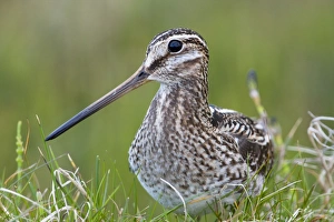 Common Snipe - Close-up of single adult on ground in vegetation Common Snipe - Close-up of single adult on ground in vegetation