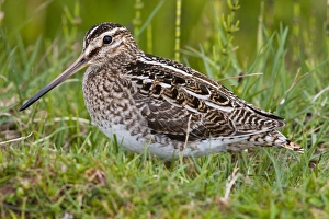 Sandpipers Gallery: North Island Snipe Collection