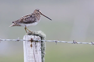 Common Snipe - Single adult perching on fence post Common Snipe - Single adult perching on fence post