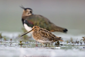 Common Snipe - Water-level perspective of the bird roosting in the shallows of a freshwater pond Common Snipe - Water-level perspective of the bird roosting in the shallows of a freshwater pond