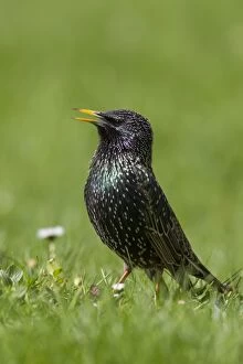 Starling Gallery: Common Starling adult bird in breeding plumage