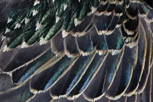 Iridescence Collection: Common Starling, close - up study showing the iridescence on feathers on a adult birds wing