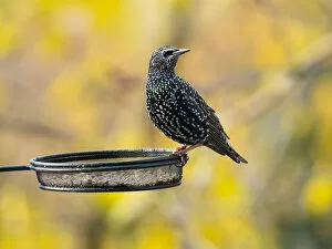 Starling Gallery: Common Starling, perched on feeding station in autumn, Hessen, Germany Date: 24-Nov-19