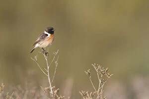 Saxicola Gallery: Common Stonechat - portrait of male in summer plumage