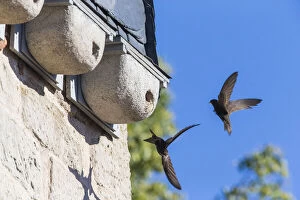 Common Swift Gallery: Common Swift - bird in front of artificial nesting box, Hessen Germany     Date: 11-Feb-19