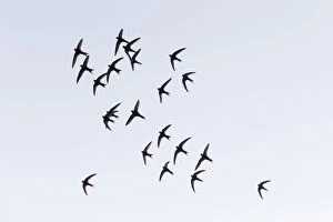 Common Swift Gallery: Common Swift - flock flying in formation over breeding territory, Hessen Germany  Date: 11-Feb-19