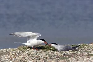Common Tern - Food Pass