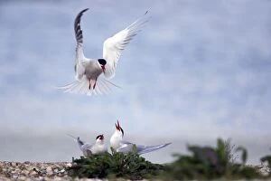 Common Tern - Territory dispute on breeding grounds