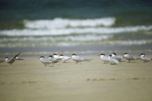Common Terns - with 2 Roseate Terns Common Terns - with 2 Roseate Terns
