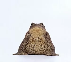 Amphibian Collection: COMMON TOAD - studio