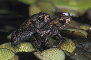 Common TOADS - young animals in adult stage, on water plants in garden pond Common TOADS - young animals in adult stage, on water plants in garden pond