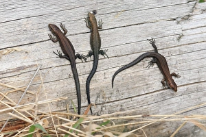 Common or Viviparous Lizard - 3 young reptiles basking in the sun on a log Common or Viviparous Lizard - 3 young reptiles basking in the sun on a log