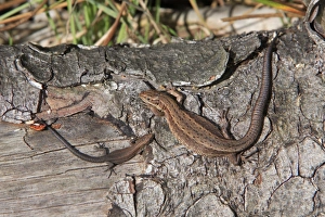 Common or Viviparous Lizard - adult and young reptile, basking in the sun on a log Common or Viviparous Lizard - adult and young reptile, basking in the sun on a log