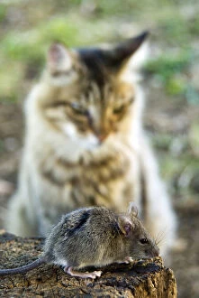 Common Vole (Microtus arvalis) and a cat