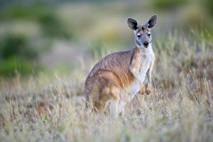 Common Wallaroo - adult in grassland standing on attention on its hind legs Common Wallaroo - adult in grassland standing on attention on its hind legs
