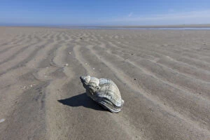Wadden Sea Gallery: Common Whelk - empty shell on sand - Germany