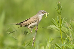 Common Whitethroat - Male with prey in beak Common Whitethroat - Male with prey in beak