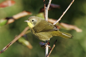 Common Yellowthroat - immature male Common Yellowthroat - immature male