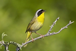 Common Yellowthroat - Male perched on branch singing Common Yellowthroat - Male perched on branch singing