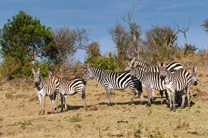 Images Dated 23rd January 2014: Common Zebra or Burchell's Zebra (Equus)