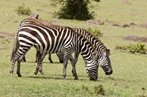 Images Dated 2nd October 2013: Common Zebra (Equus quagga), Msai Mara