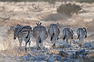 Common zebra - rear view - leaving water hole in evening light Common zebra - rear view - leaving water hole in evening light