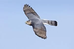 Images Dated 28th October 2007: Cooper's Hawk - adult in flight