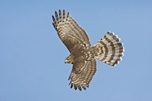 Coopers Hawk in flight - immature Coopers Hawk in flight - immature