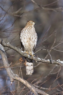 Coopers Hawk - immature in first winter Coopers Hawk - immature in first winter