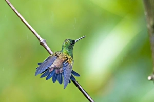 Copper-rumped Hummingbird - on branch wings out bathing in rain Copper-rumped Hummingbird - on branch wings out bathing in rain