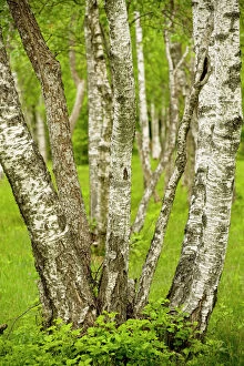 Meadows Gallery: Coppiced Downy Birch trunks in Laelatu Wooded Meadow