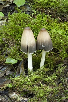 Coprinus impatiens - Found in leaf litter or soil in broad - leaved woods - especially Coprinus impatiens - Found in leaf litter or soil in broad - leaved woods - especially