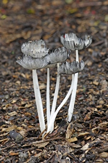Coprinus lagopus - Habitat - on leaf litter or soil in shady woods - less frequently in Coprinus lagopus - Habitat - on leaf litter or soil in shady woods - less frequently in