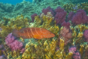 Coral Grouper (Cephalopholus miniata), Scuba