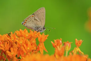 Stephen Gallery: Coral Hairstreak (Satyrium titus) on Butterfly Milkweed